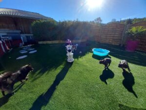 pension-canine-ain-08.57.40