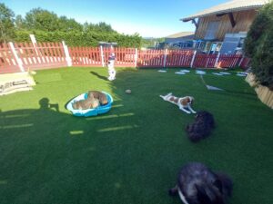 pension-canine-ain-08.57.53