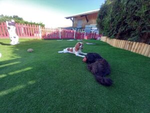 pension-canine-ain-08.58.00