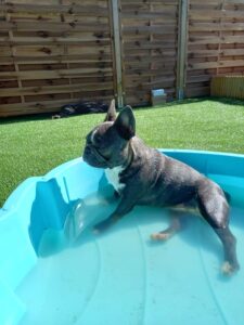 pension-canine-ain-09.00.28