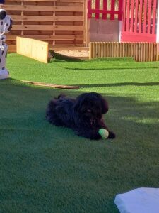 pension-canine-ain-09.01.39