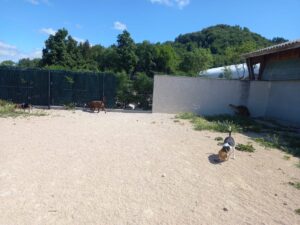 pension-canine-ain-09.11.15