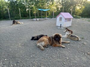 pension-canine-ain-09.12.06