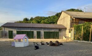 pension-canine-ain-09.12.37