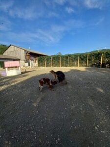 pension-canine-ain-09.13.54
