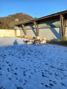 pension-canine-ain-09.19.20