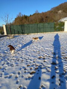 pension-canine-ain-09.19.54