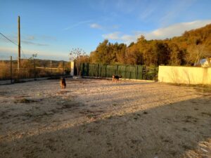 pension-canine-ain-09.23.00